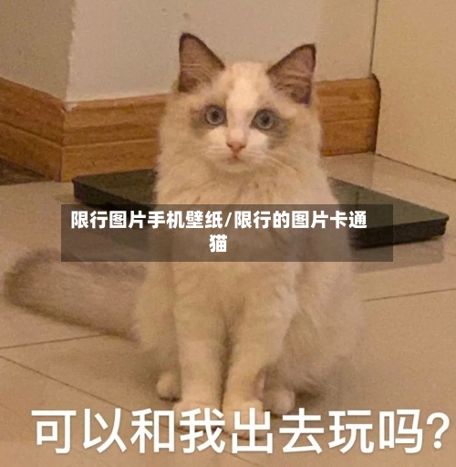 限行图片手机壁纸/限行的图片卡通猫-第3张图片