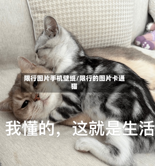 限行图片手机壁纸/限行的图片卡通猫-第2张图片
