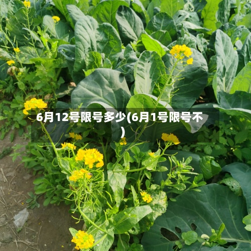 6月12号限号多少(6月1号限号不)