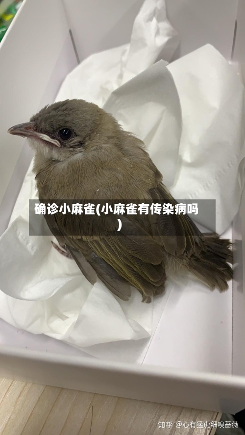 确诊小麻雀(小麻雀有传染病吗)