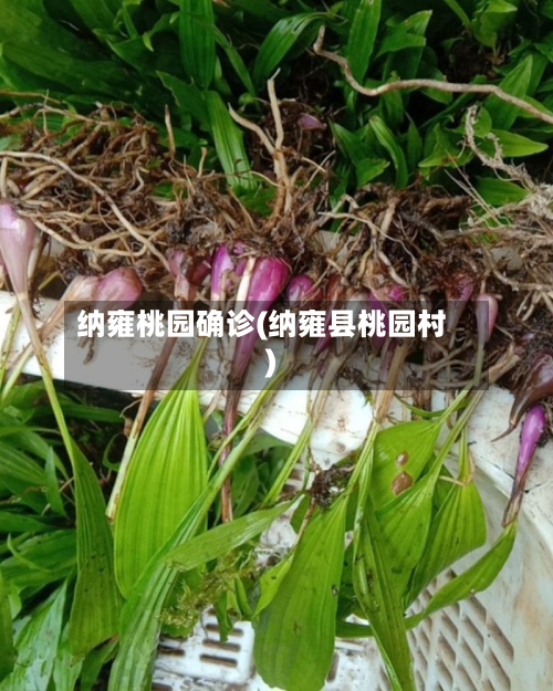 纳雍桃园确诊(纳雍县桃园村)-第2张图片
