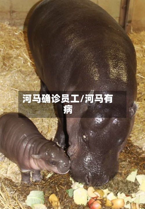 河马确诊员工/河马有病